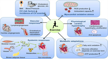 Sports Medicine: The Key Role of Exercise in Disease Prevention and Rehabilitation